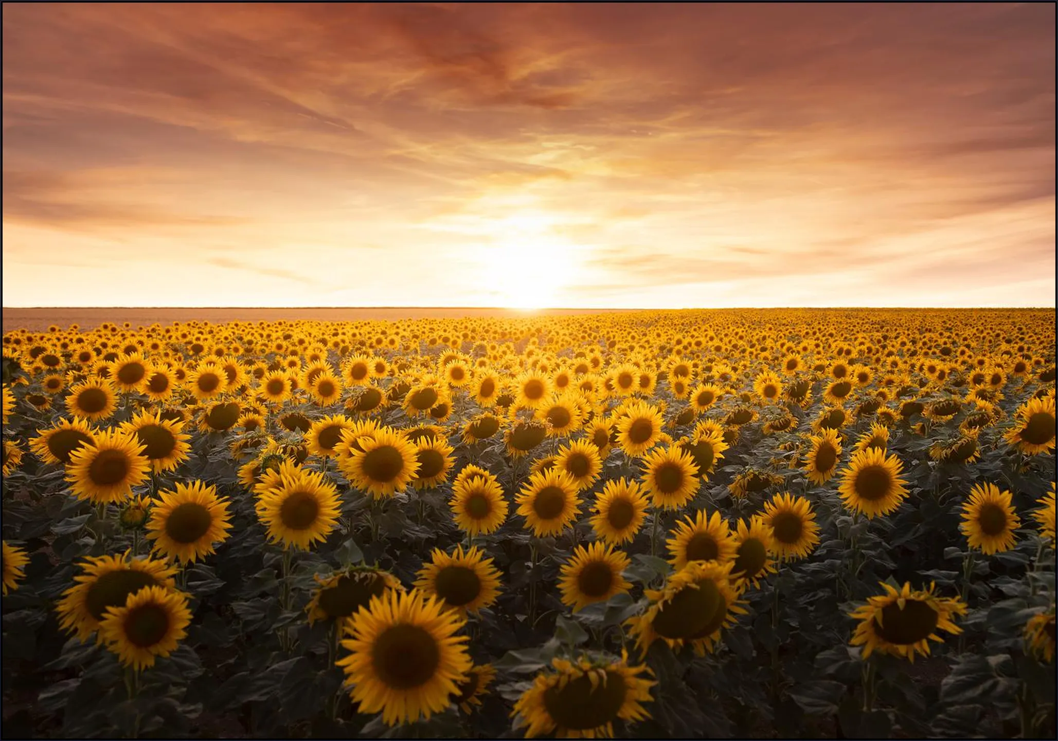 Sunflower Sunrise France 