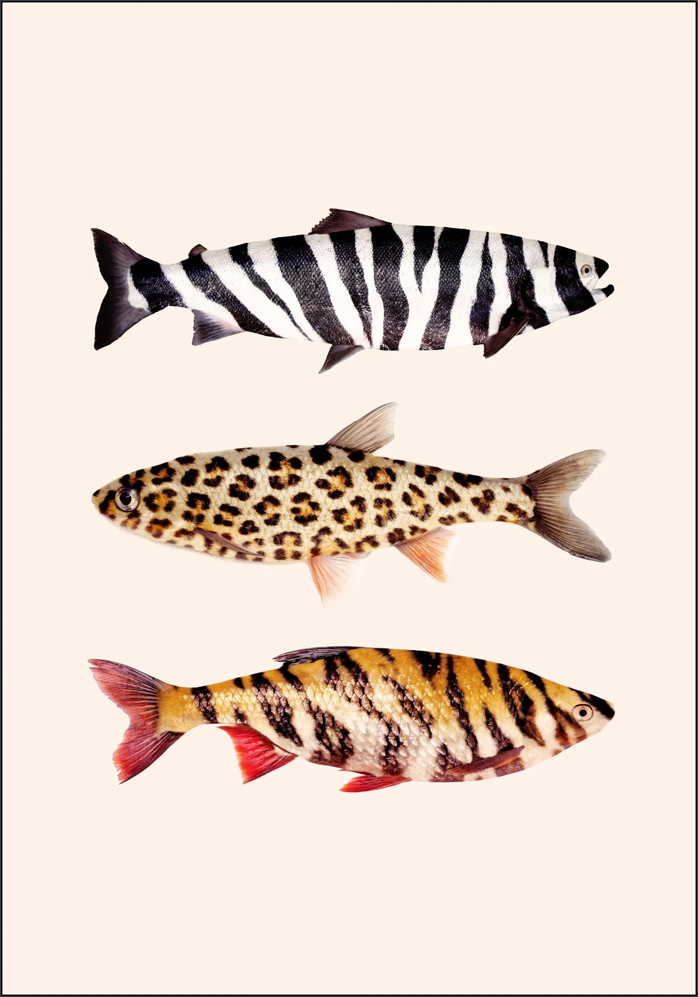 Fish Prints