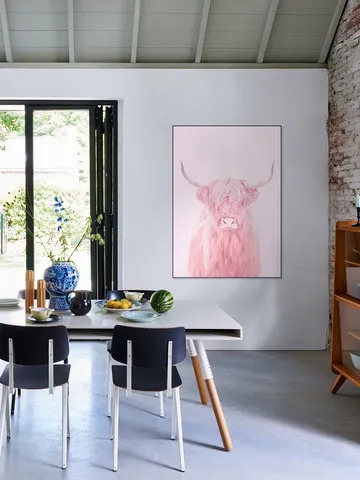 Highland Cow