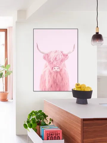 Highland Cow