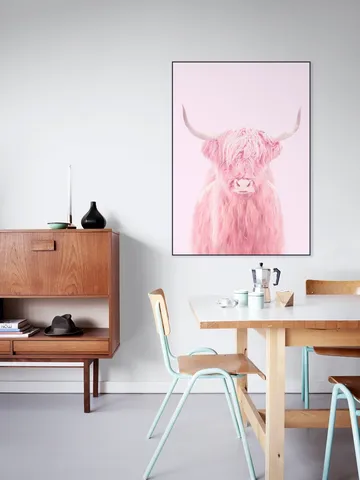 Highland Cow