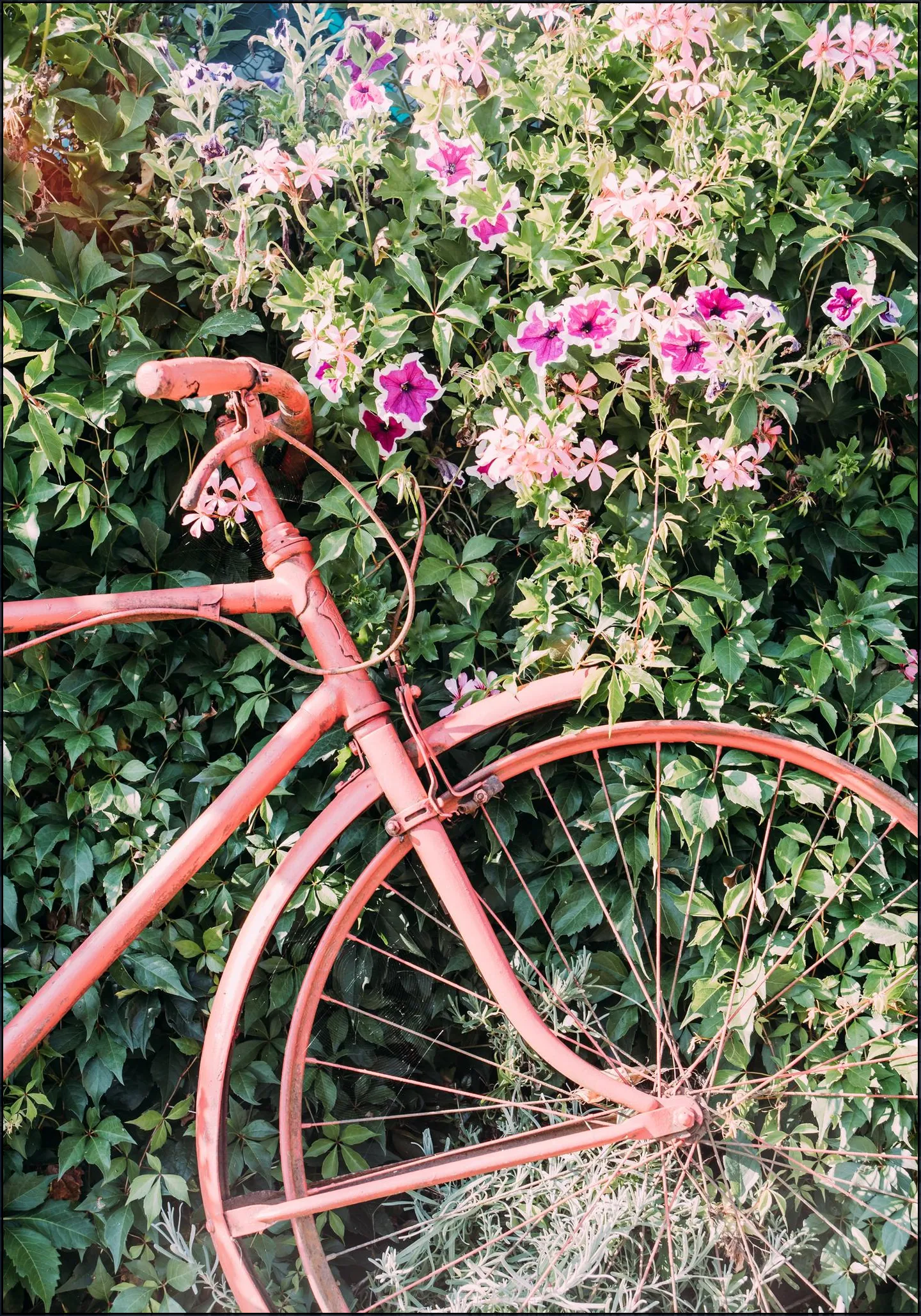 Pink Bicycle