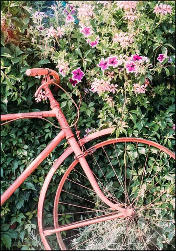 Pink Bicycle