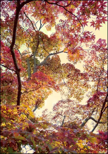 Japanese Garden