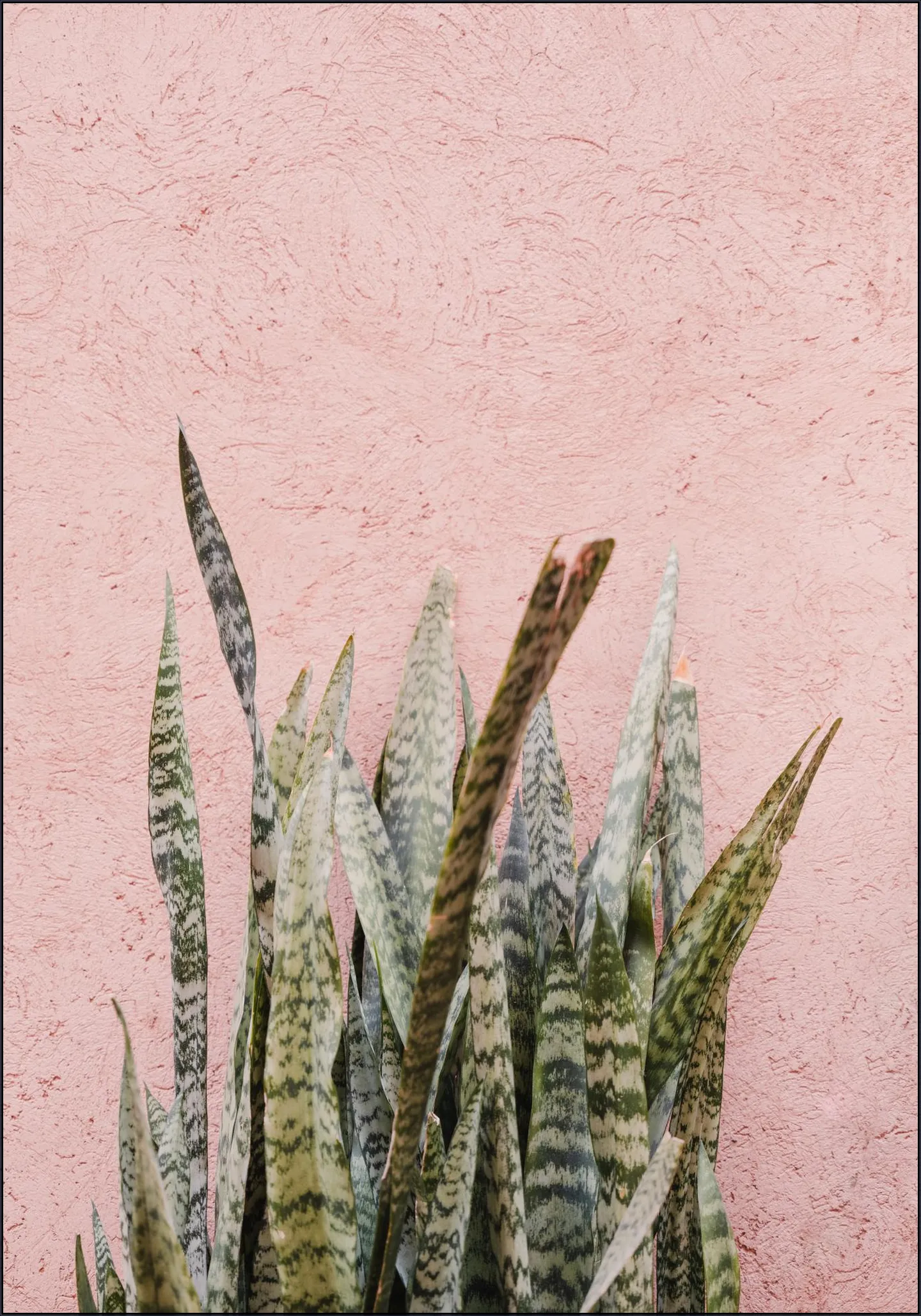 Botanical Scene In Marrakech