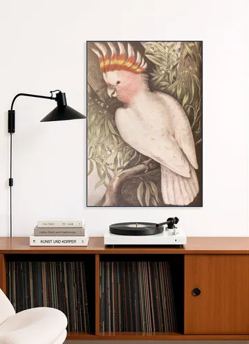Cockatoo