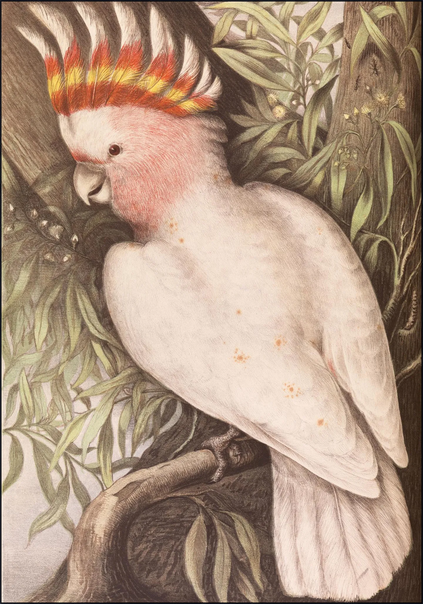 Cockatoo