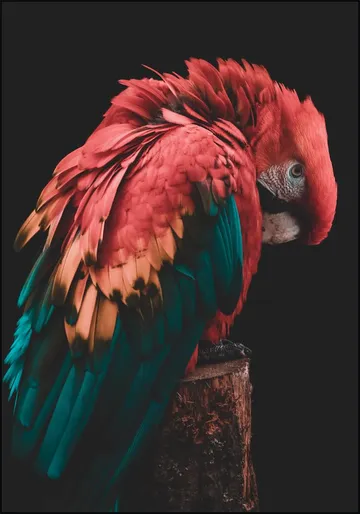 Bashful Beauty Parrot