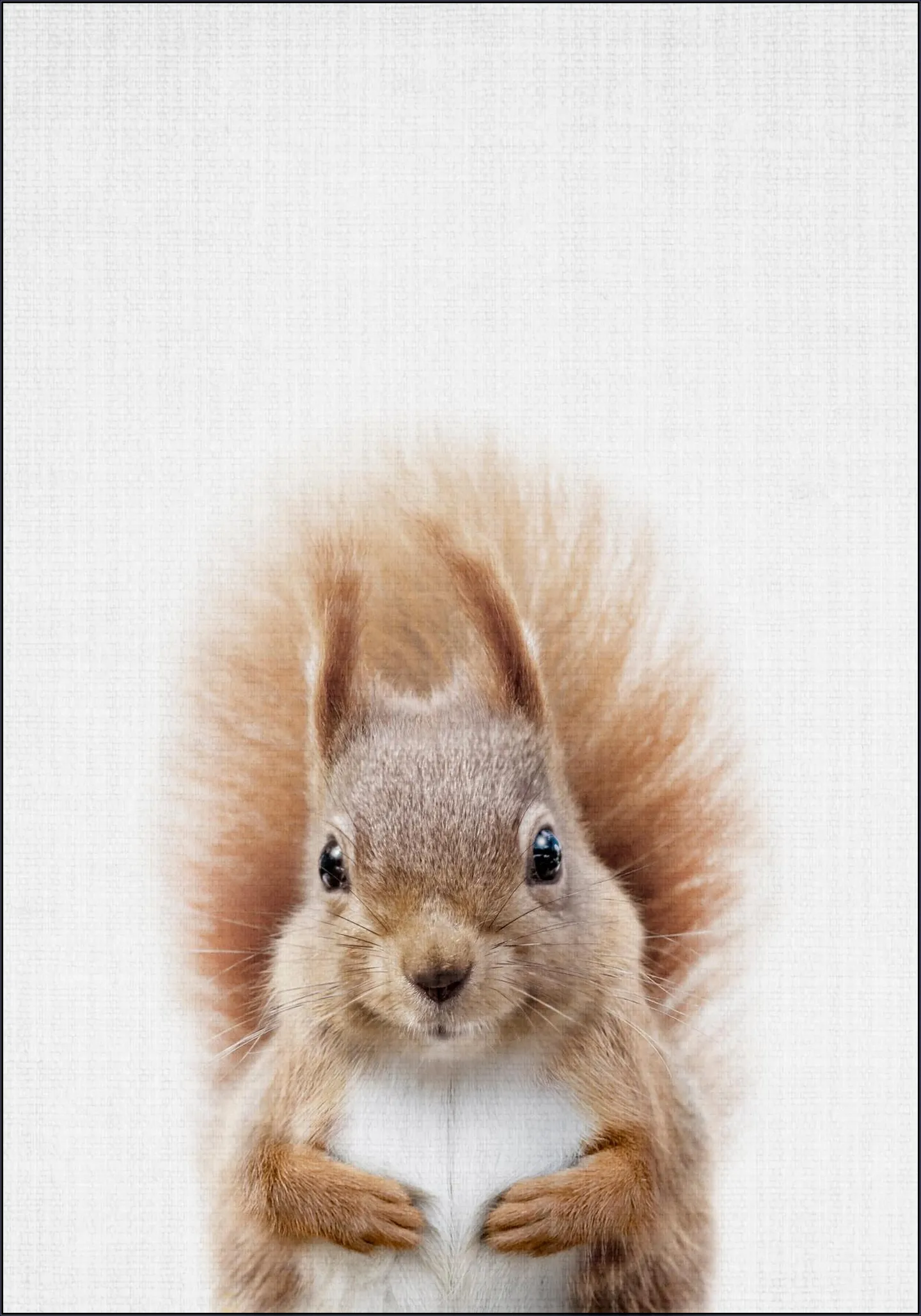 Squirrel