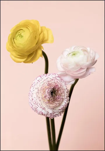 Three Flowers