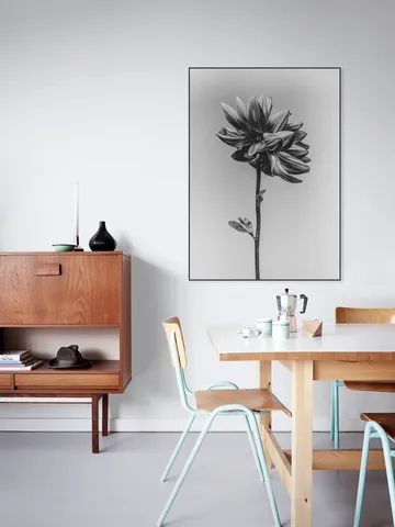 Dahlia