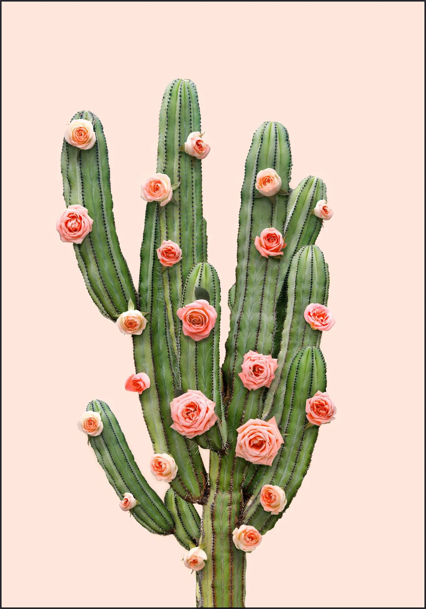 Cactus and Roses