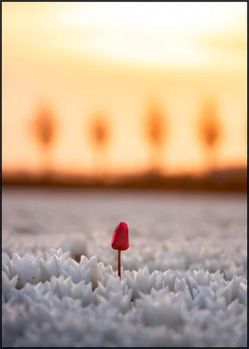 A Single Bloom