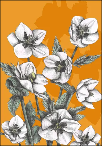 Hellebore