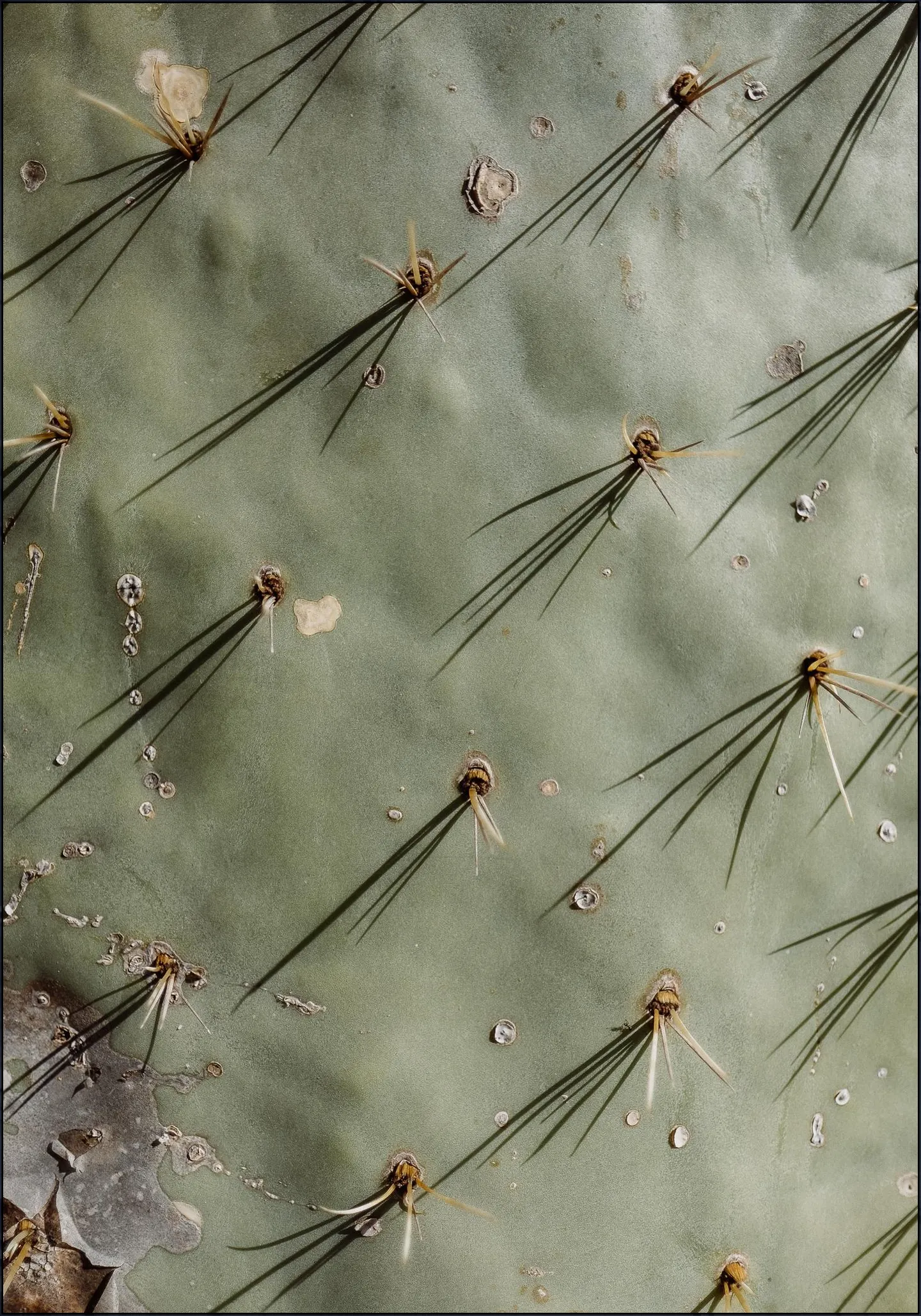 Cactus Zoom