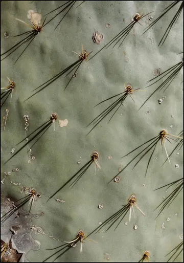 Cactus Zoom