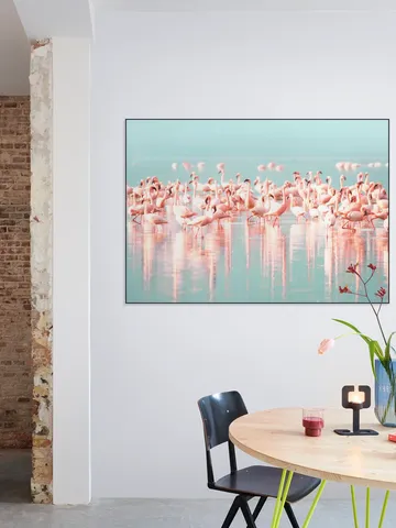 Flamingos