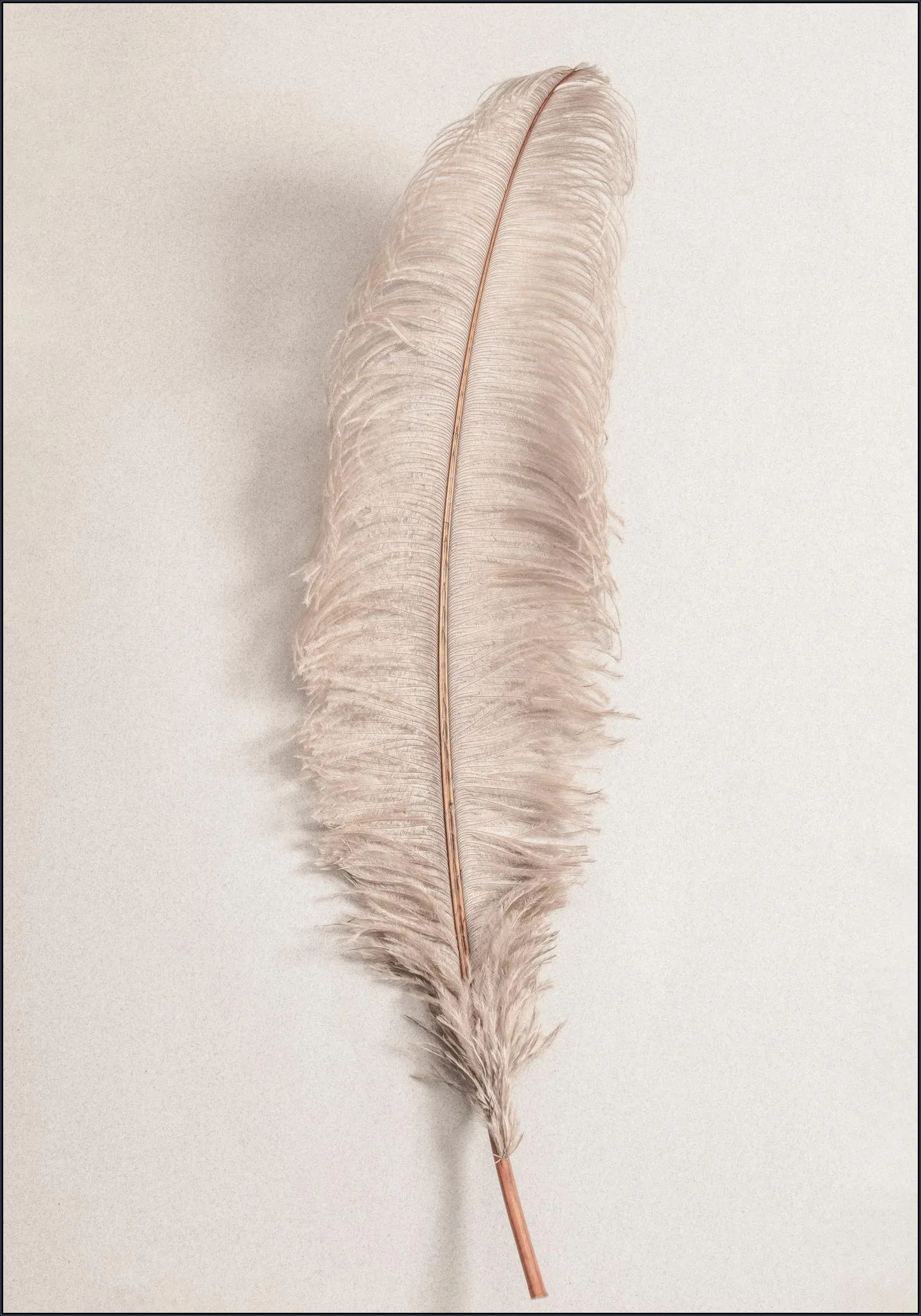 Feather