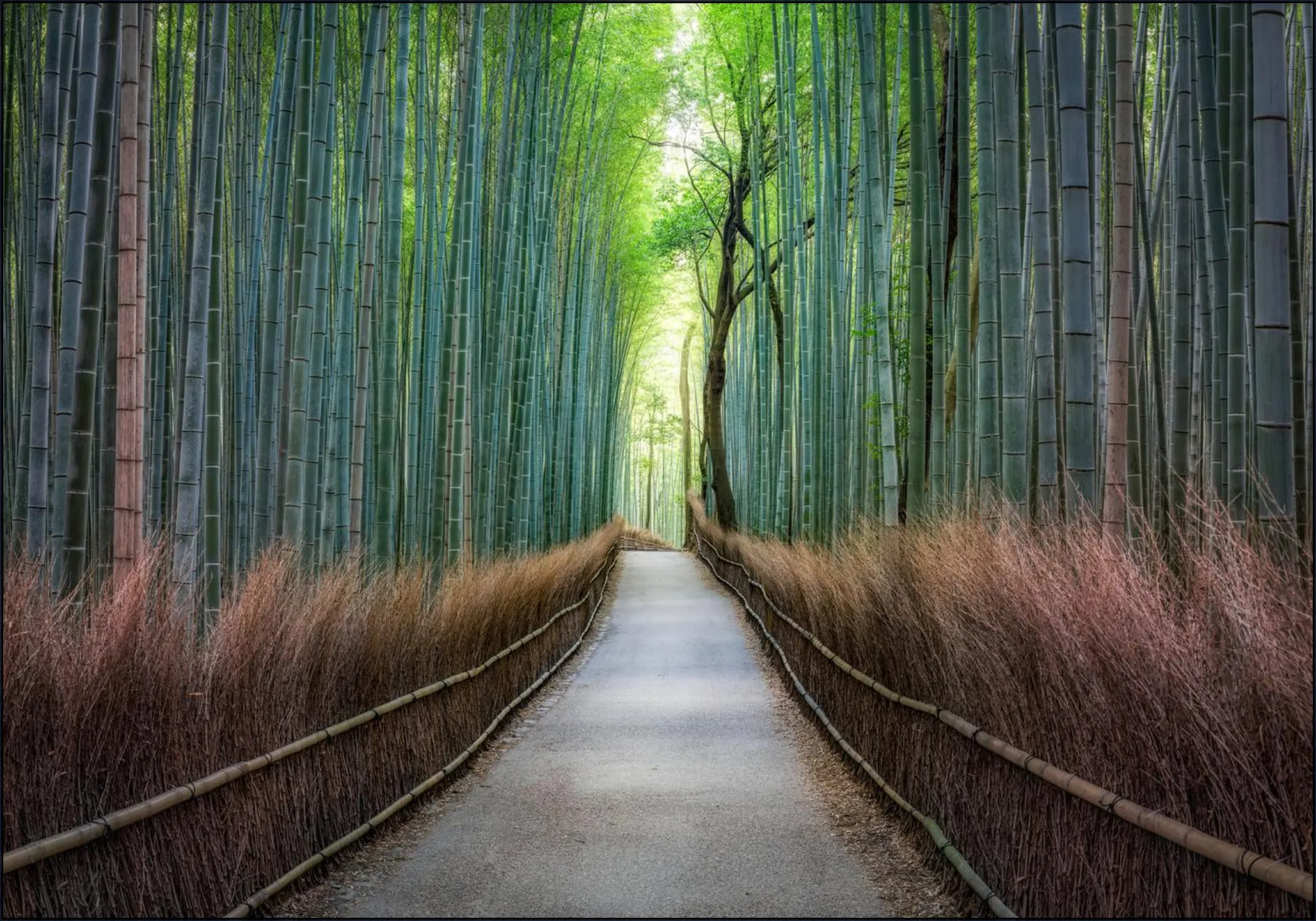 Arashiyama bamboo grove, Kyoto, Japan