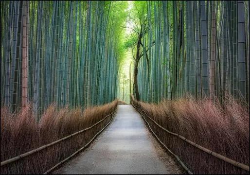 Arashiyama bamboo grove, Kyoto, Japan
