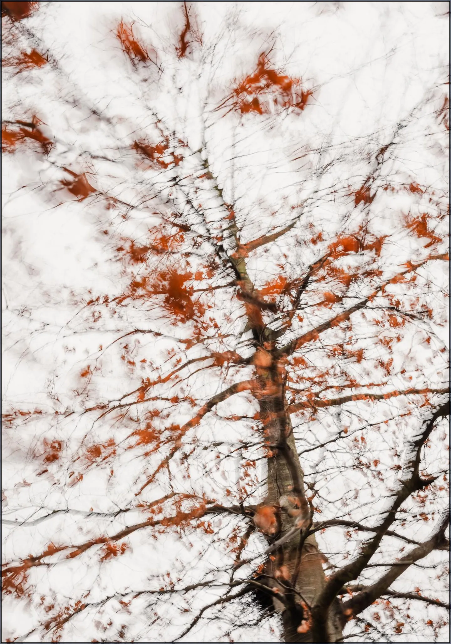 Autumn Tree
