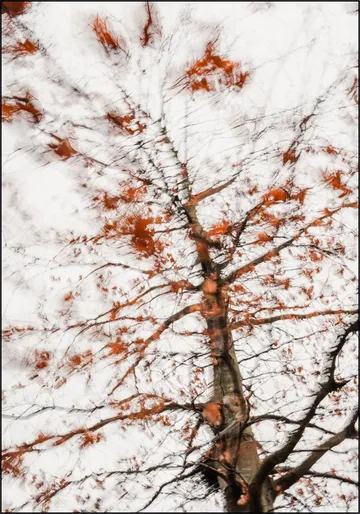 Autumn Tree