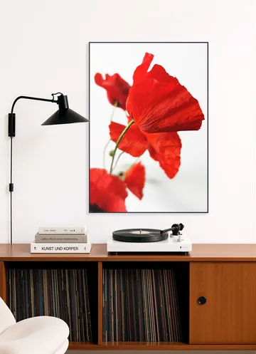 Poppies