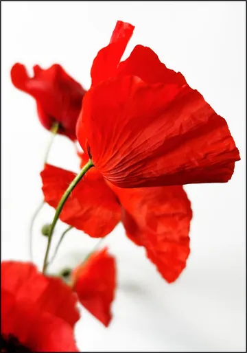 Poppies