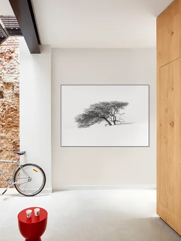 Tree in Sahara Desert