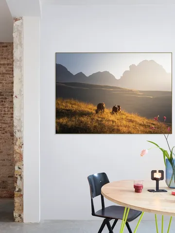 Trentino Cows in the Dolomites 
