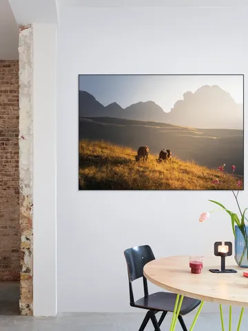 Trentino Cows in the Dolomites 