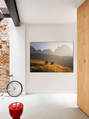 Trentino Cows in the Dolomites 
