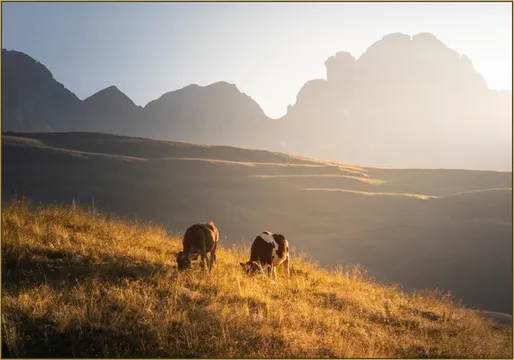 Trentino Cows in the Dolomites 