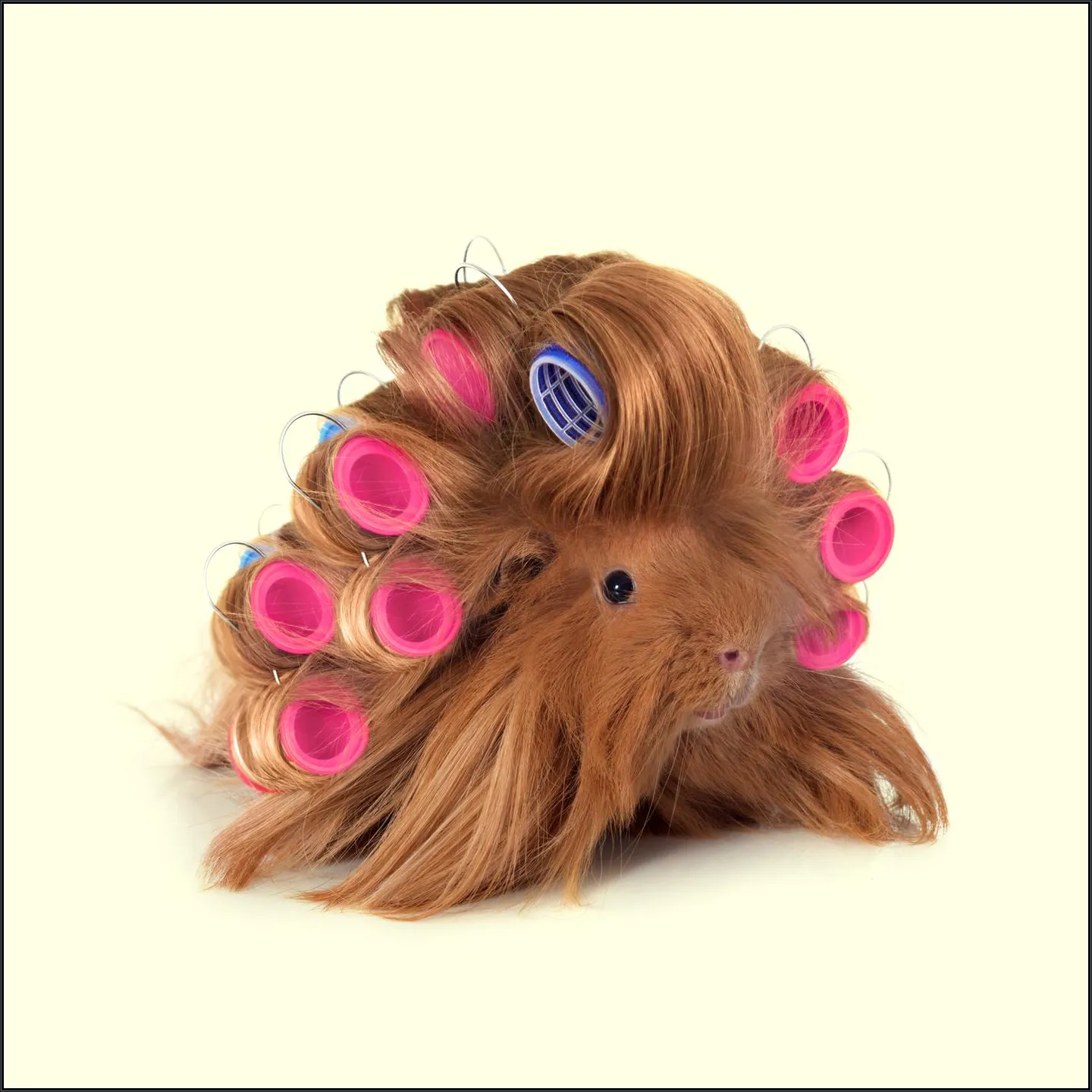 Hairy Guinea Pig