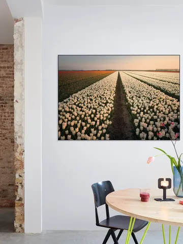 Dutch Tulip Sunset