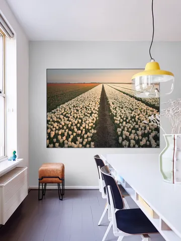 Dutch Tulip Sunset