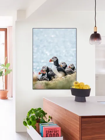 Puffins
