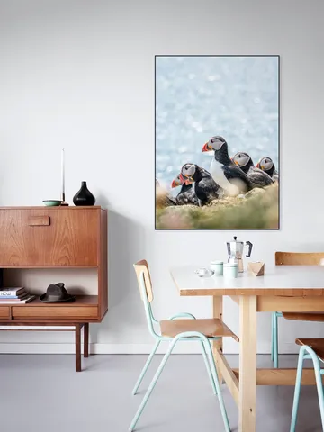 Puffins