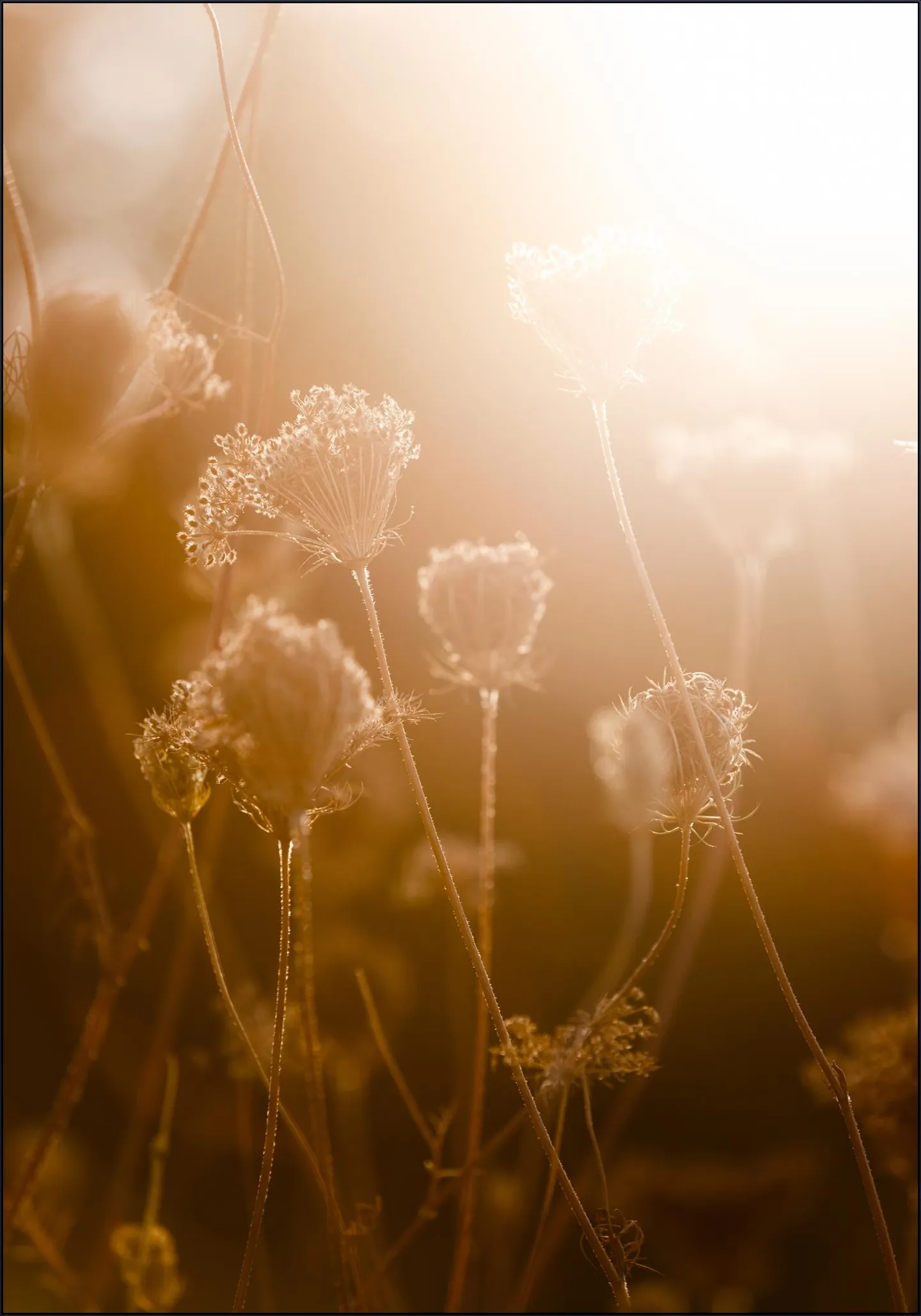 Golden Hour