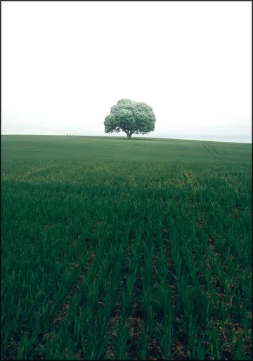 The lonely Oak Tree