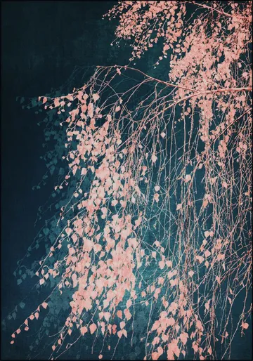 Silver Birch Tree pink