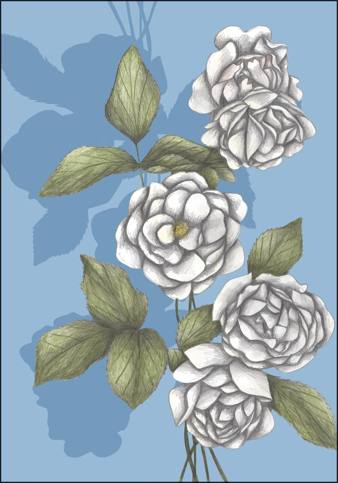 White Roses