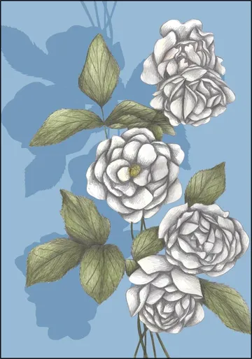 White Roses