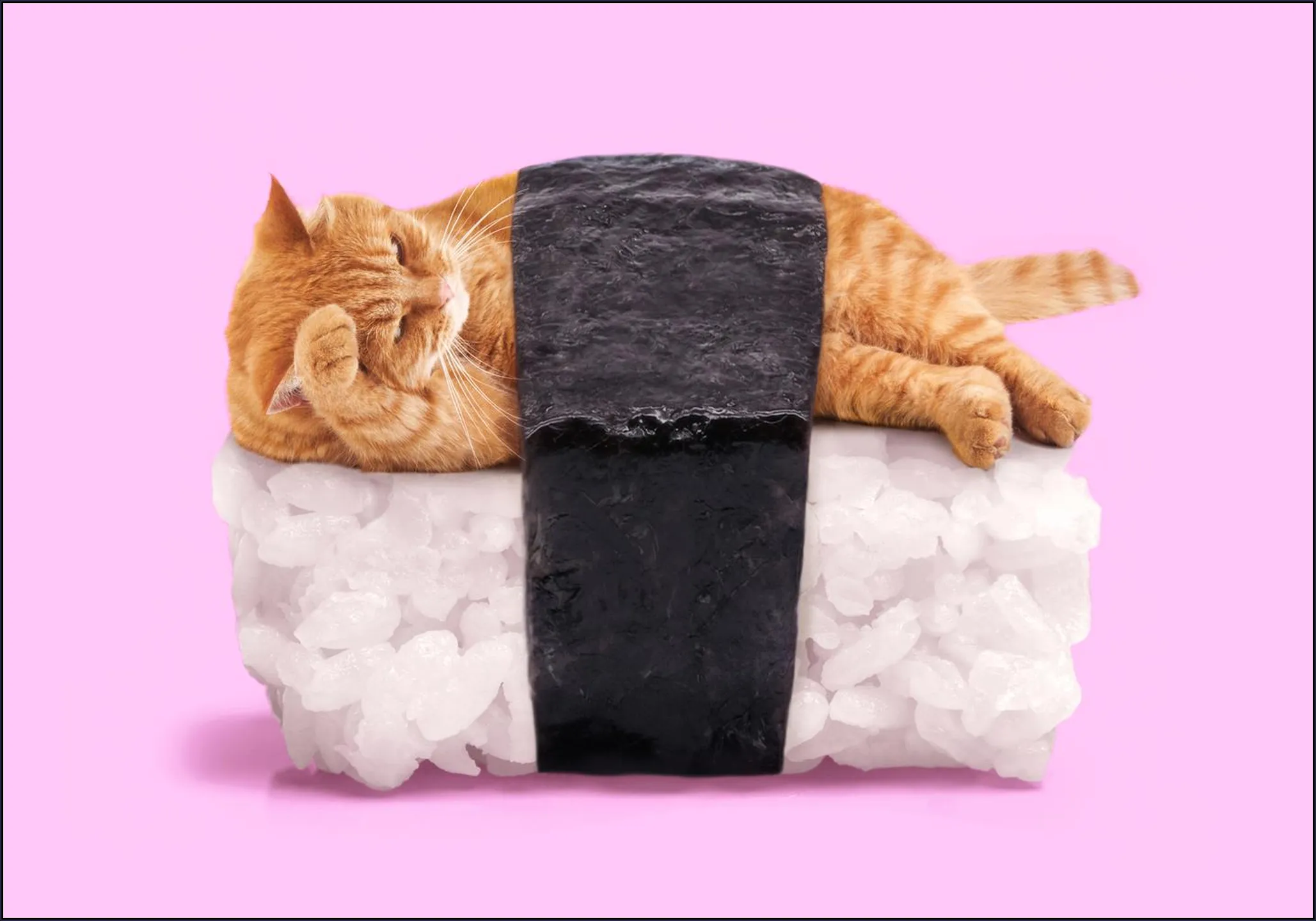 Sushi Cat