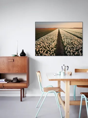 Dutch Tulip Sunset