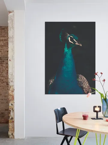 Peacock and Proud