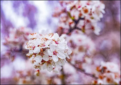 Spring Flowers