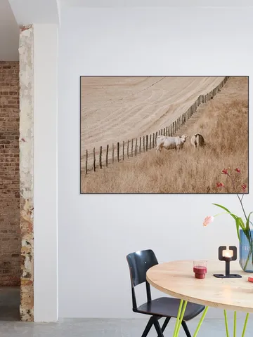 Cows on the Hill