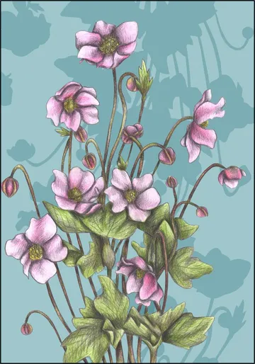 Winter Anemones
