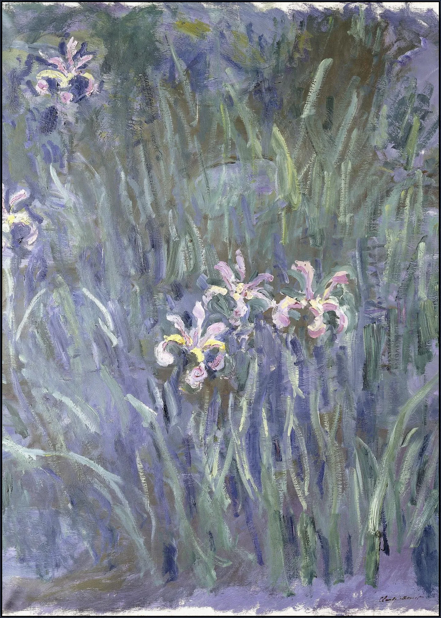 Iris